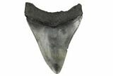 Fossil Megalodon Tooth - South Carolina #172231-1